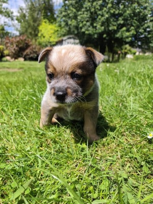 Les chiots de Bouvier australien