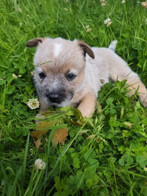 Les chiots de Bouvier australien