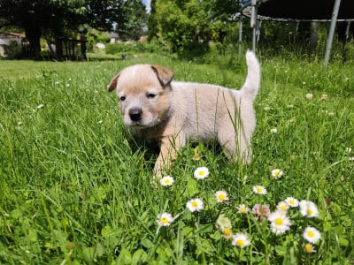 Les chiots de Bouvier australien