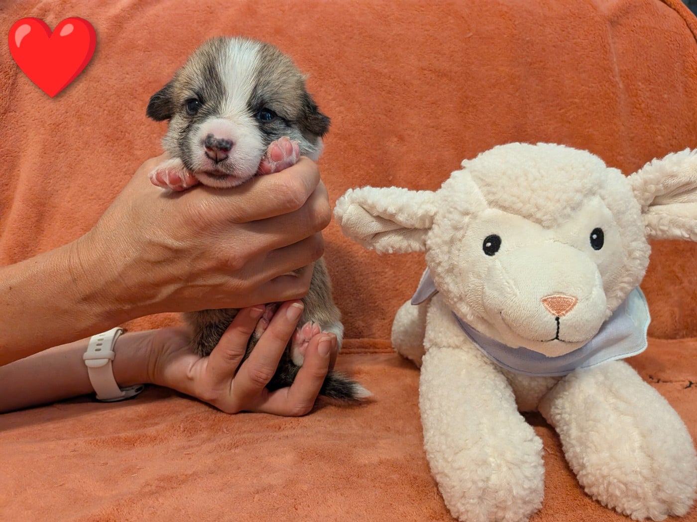 CHIOT 5 - Welsh Corgi Pembroke