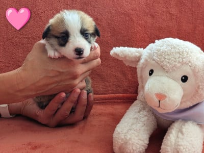 Les chiots de Welsh Corgi Pembroke