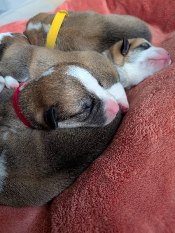 Welsh Corgi Pembroke - Des Jolis Coquelicots