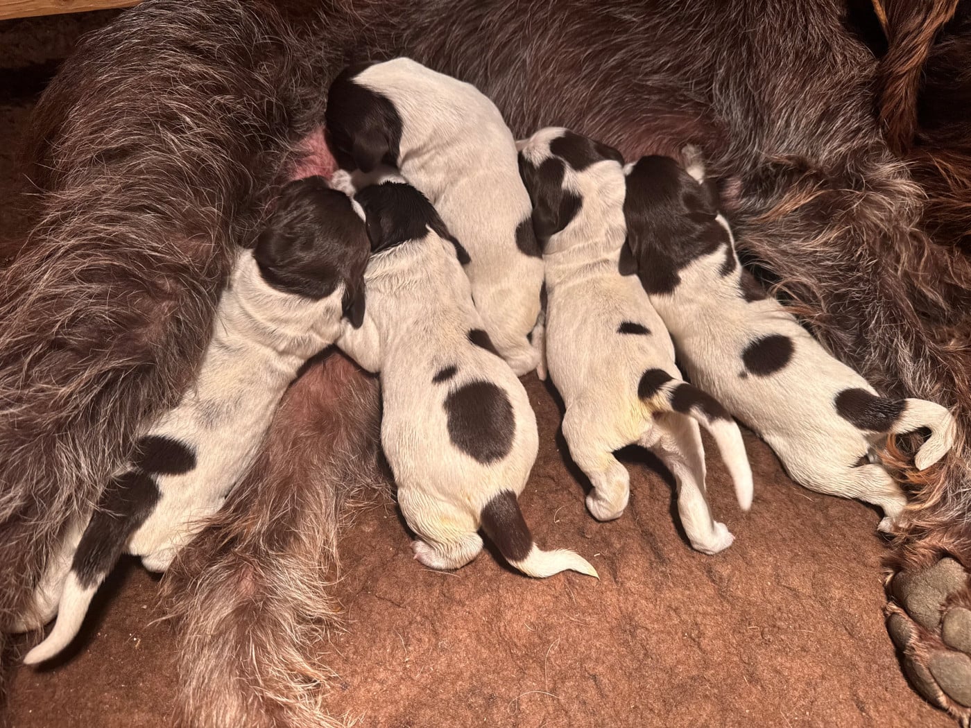 Chiot N°1 - Griffon d'arrêt à poil dur Korthals
