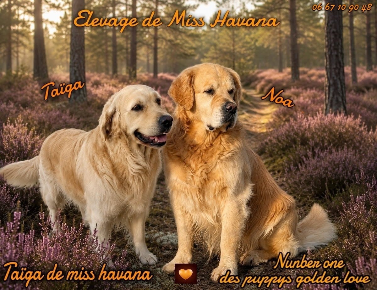 Golden Retriever - De Miss Havana