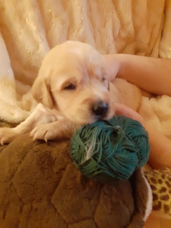 vert fonce - Golden Retriever