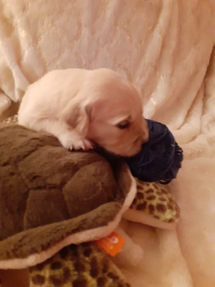 bleu - Golden Retriever