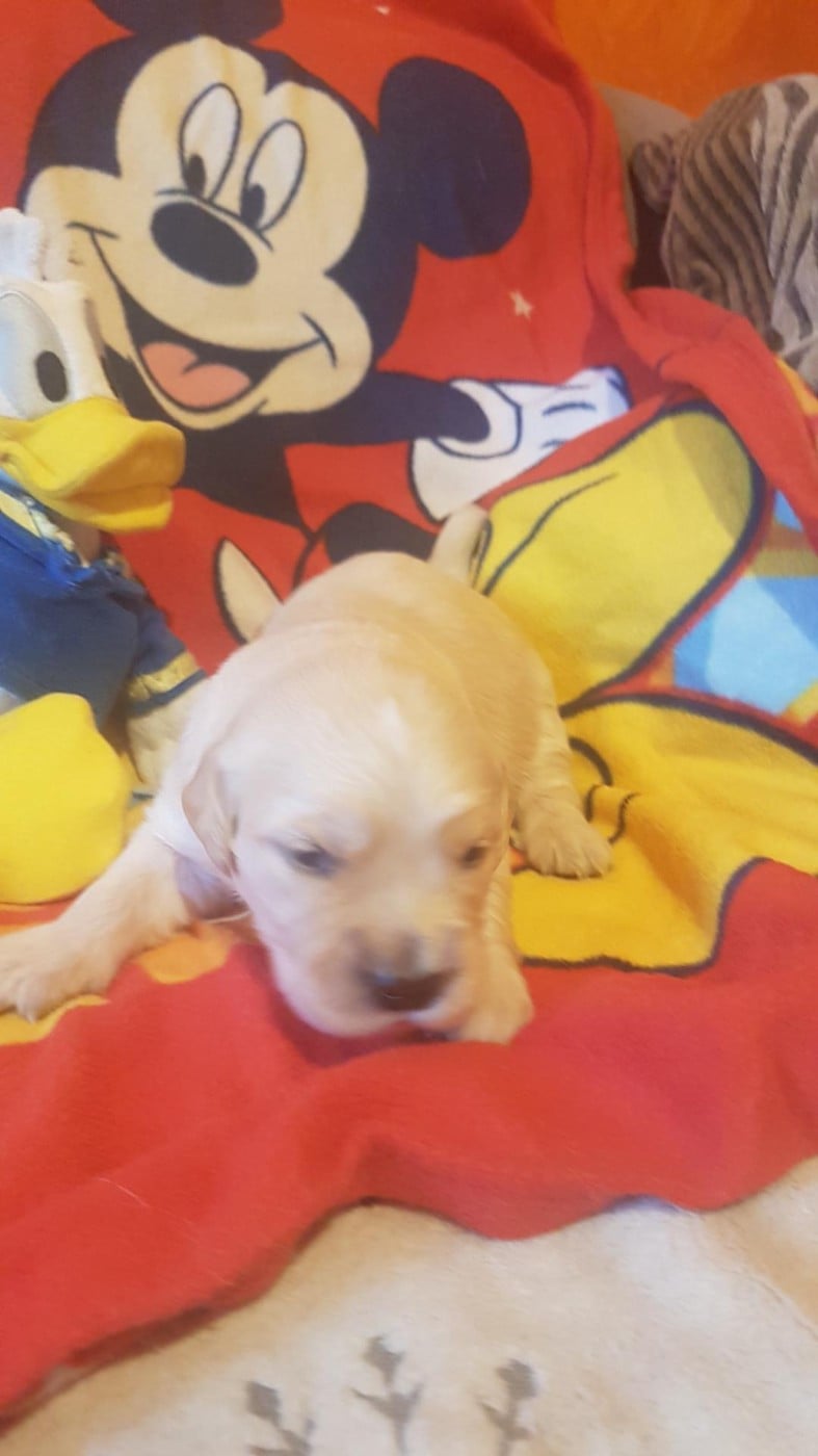 gris - Golden Retriever