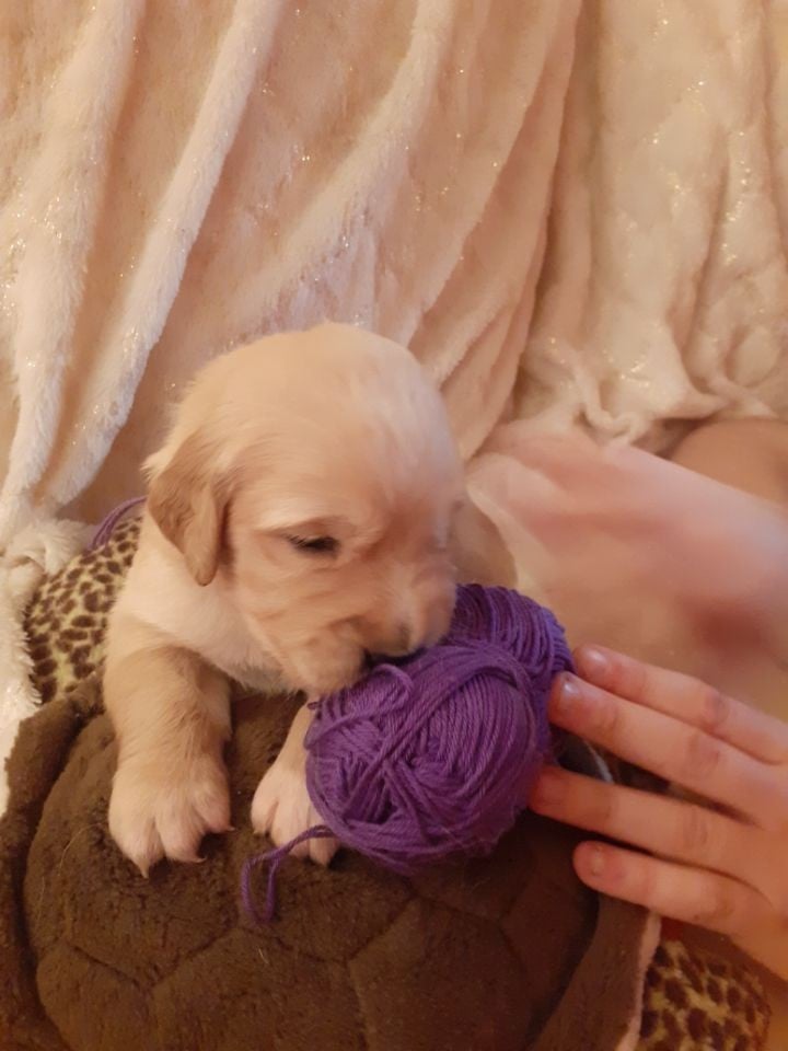 violet - Golden Retriever