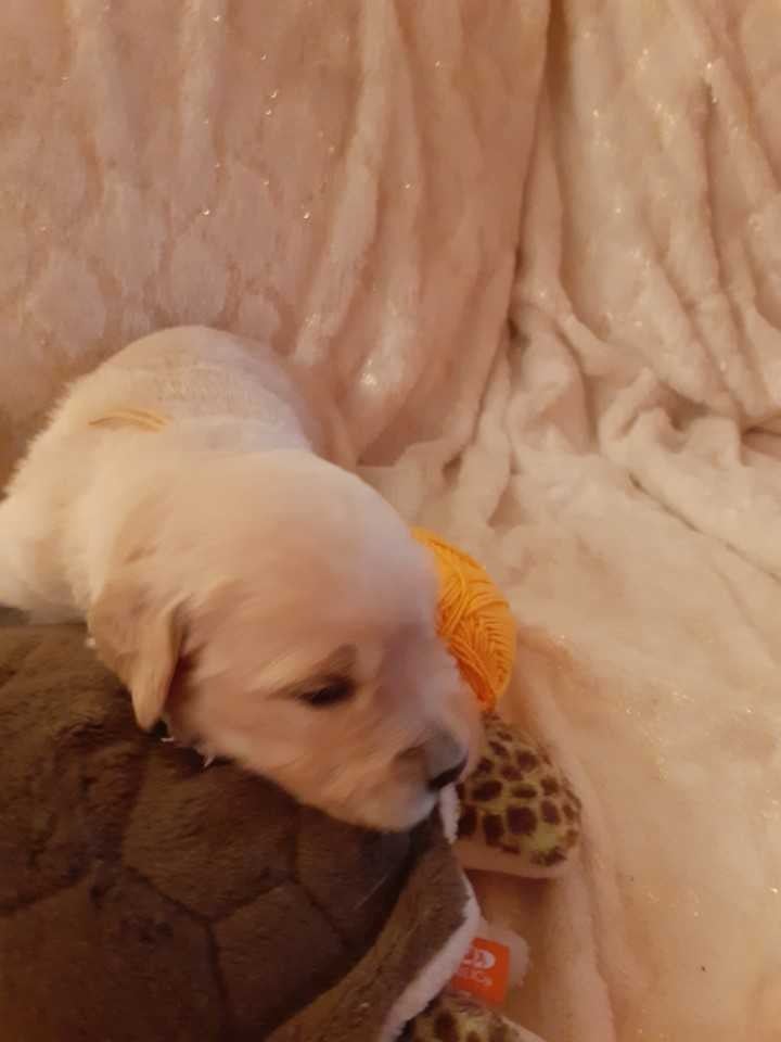 orange - Golden Retriever