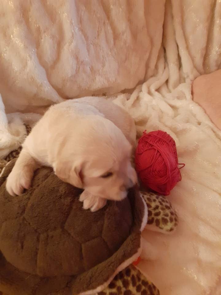 rouge - Golden Retriever