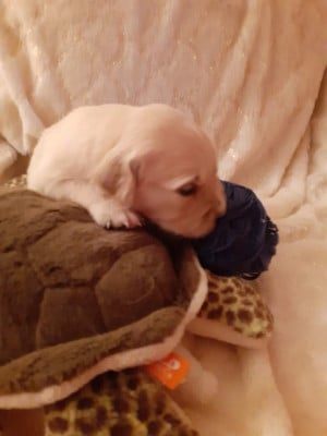 bleu - Golden Retriever