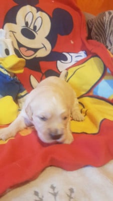 gris - Golden Retriever