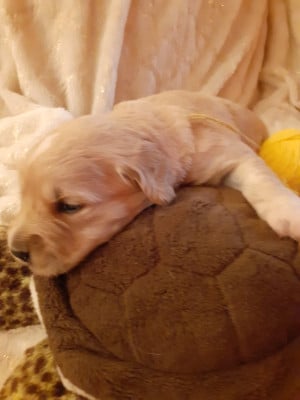 jaune - Golden Retriever