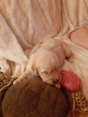 rose - Golden Retriever