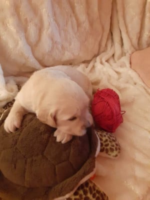 rouge - Golden Retriever