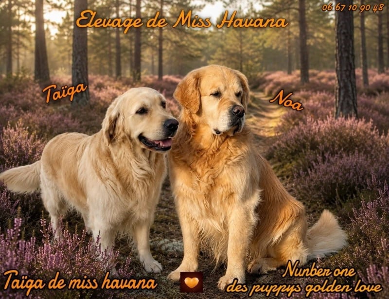 Golden Retriever - De Miss Havana