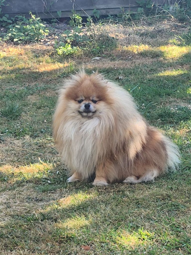 CH. Floryartpom's tyke Jardin de la Petite Etoile