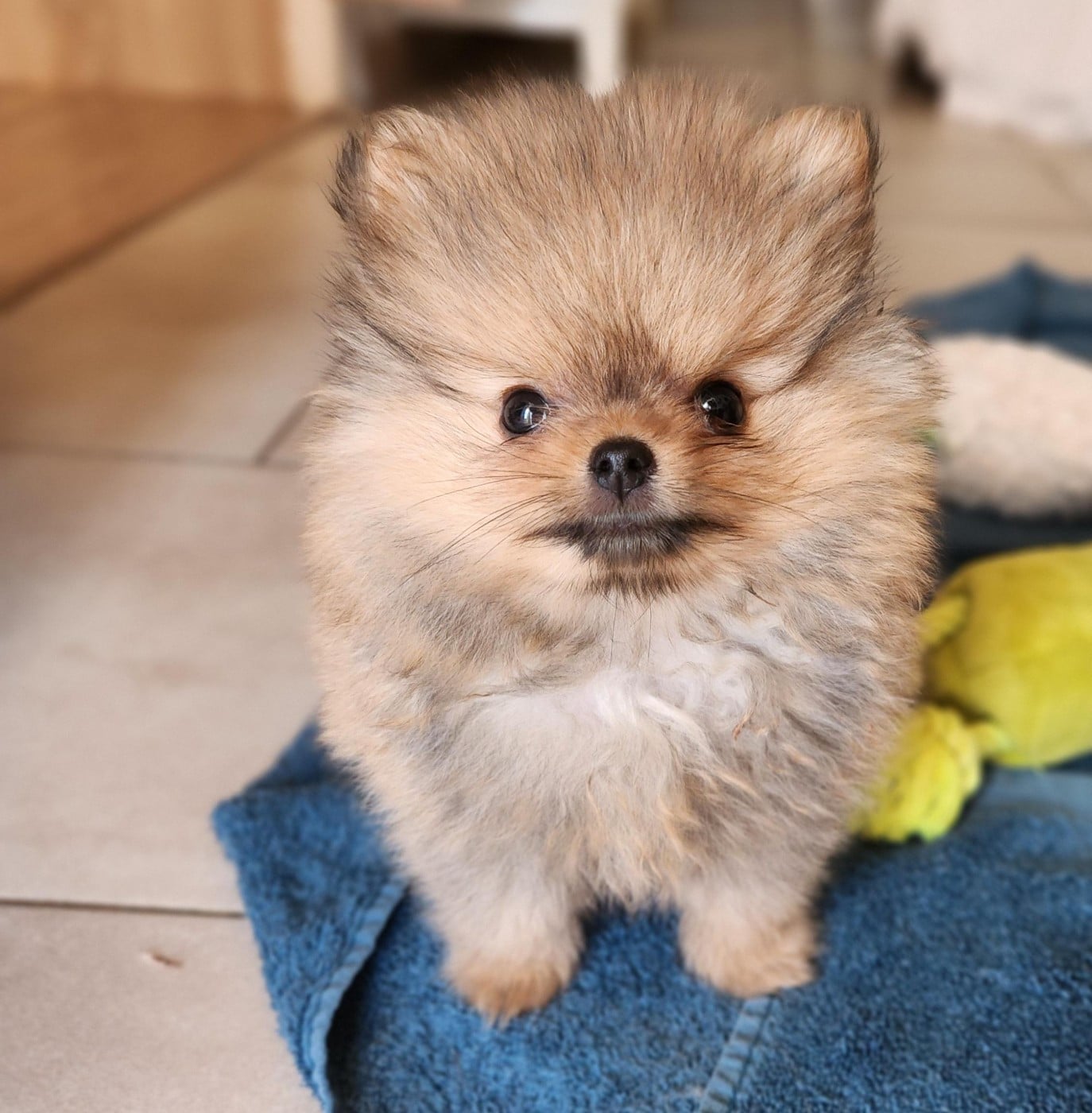 Spitz allemand - Jardin de la Petite Etoile