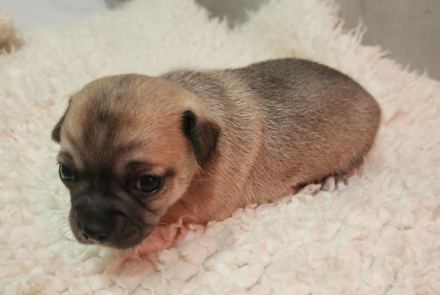 chiot fonce