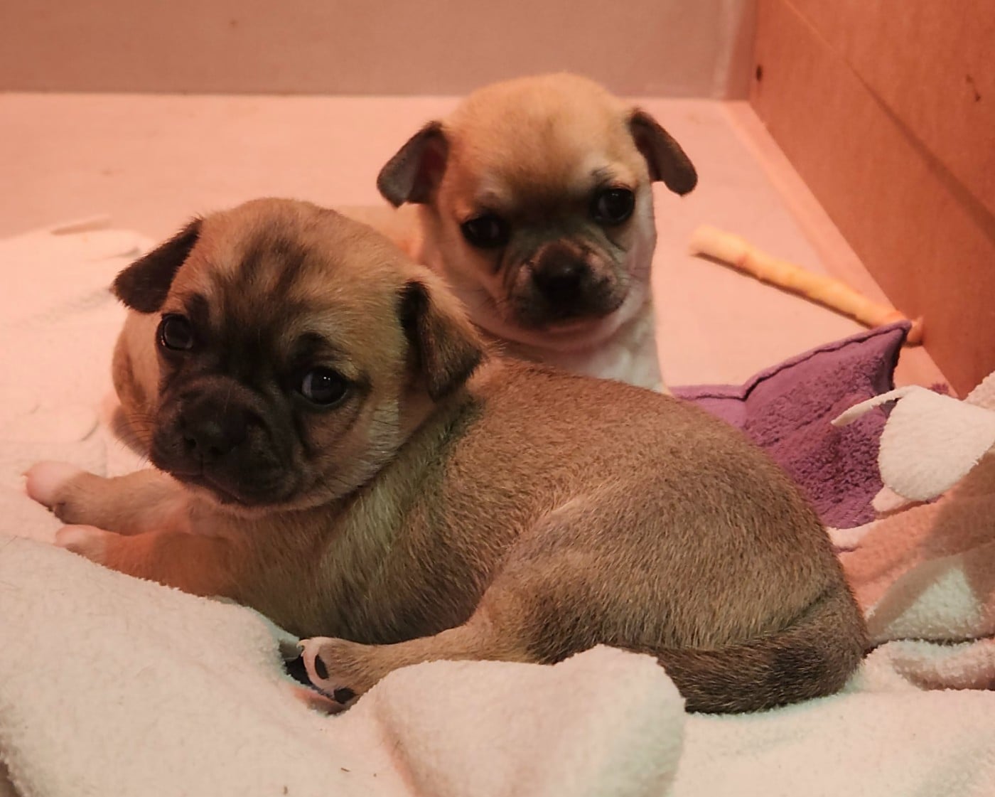 Chihuahua - Jardin de la Petite Etoile