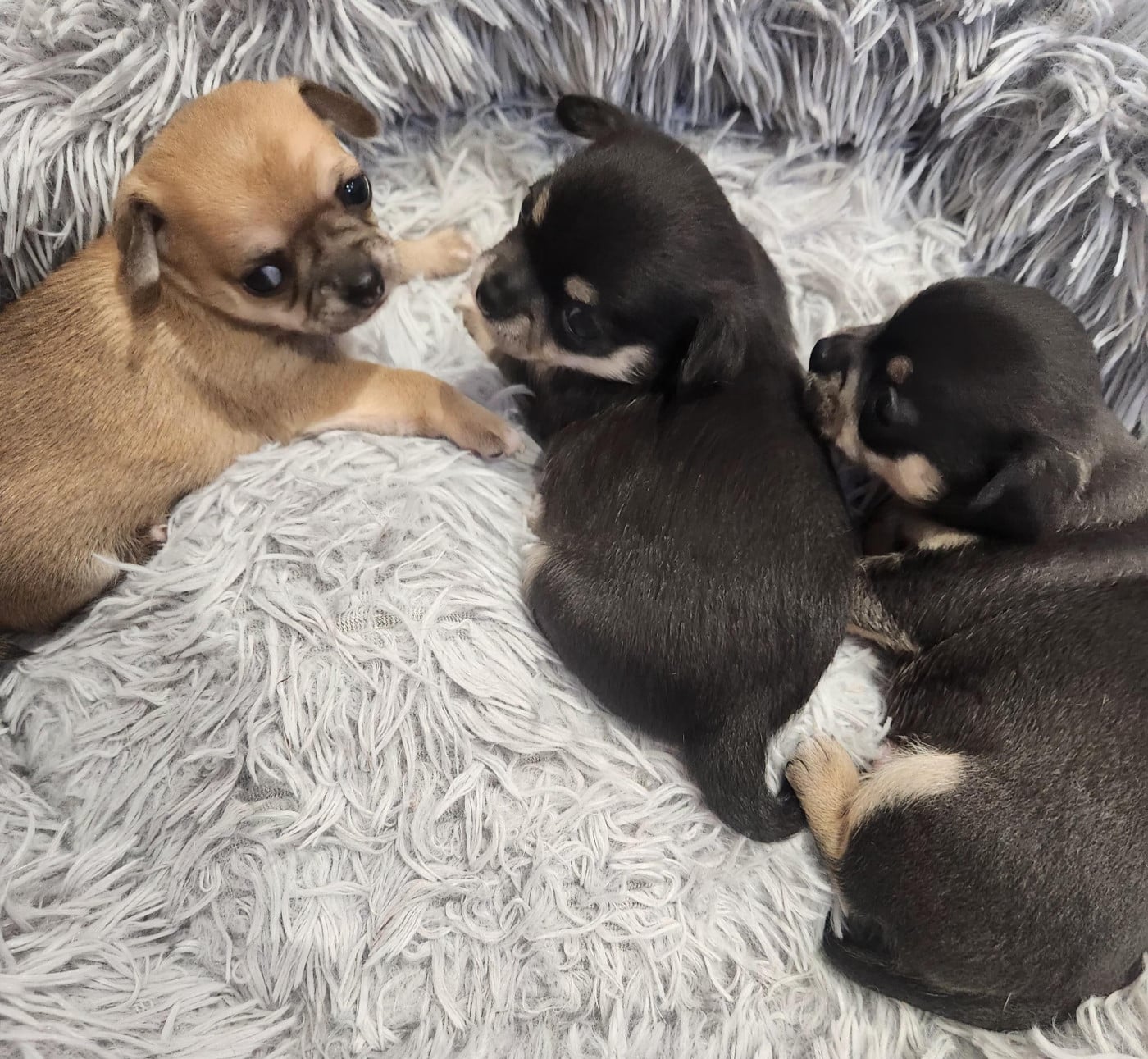 Chihuahua - Jardin de la Petite Etoile