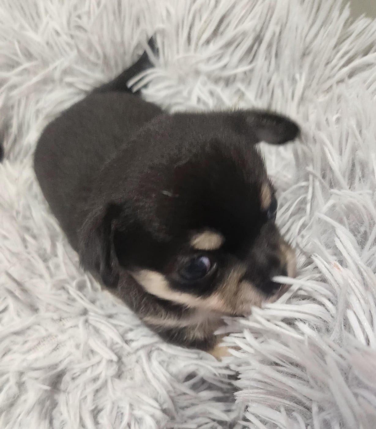 Femelle noir fauve blanc - Chihuahua