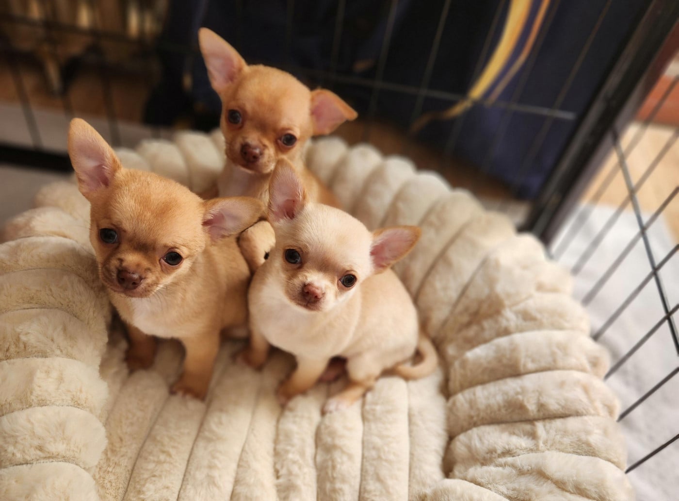 Chihuahua - Jardin de la Petite Etoile