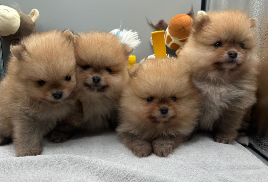 Spitz allemand - Jardin de la Petite Etoile