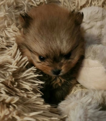 Les chiots de Spitz allemand