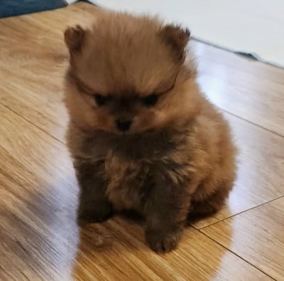 Les chiots de Spitz allemand