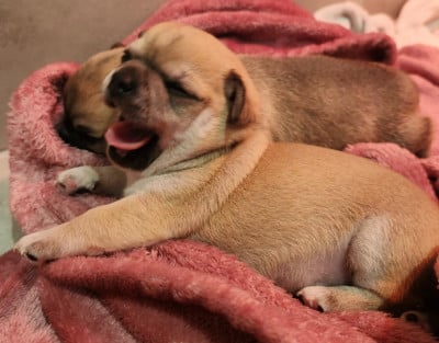 Les chiots de Chihuahua