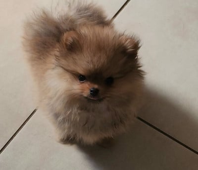 Les chiots de Spitz allemand