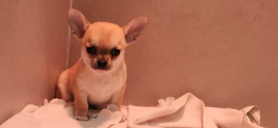 Les chiots de Chihuahua