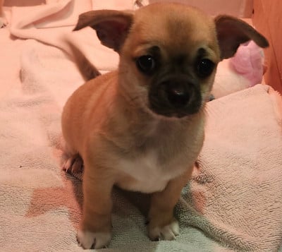 Les chiots de Chihuahua