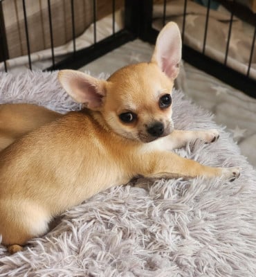 Les chiots de Chihuahua
