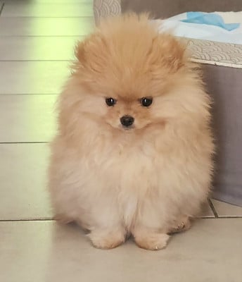 Les chiots de Spitz allemand
