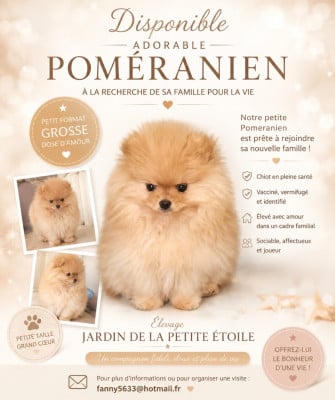 Les chiots de Spitz allemand