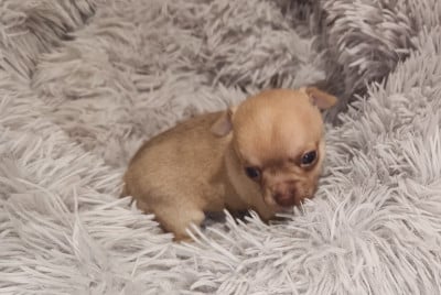 Chihuahua