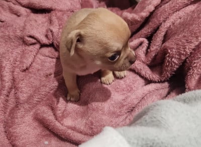 Femelle 1 lavande - Chihuahua