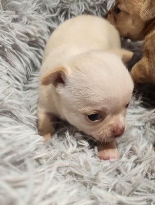 Femelle 2 Blanche - Chihuahua