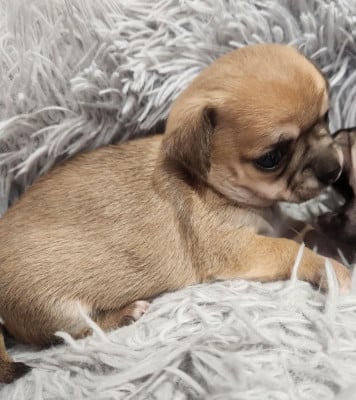 Chihuahua