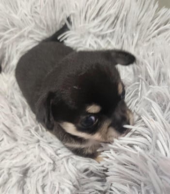 Femelle noir fauve blanc - Chihuahua