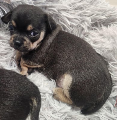 Mâle Noir fauve blanc - Chihuahua