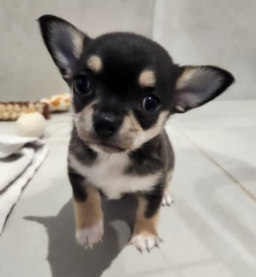 Les chiots de Chihuahua