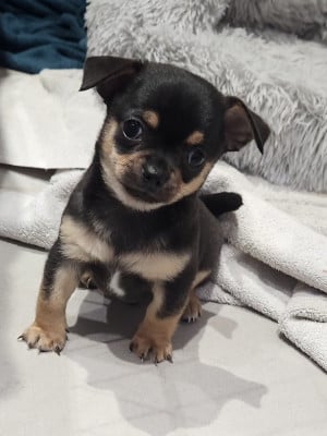 Les chiots de Chihuahua