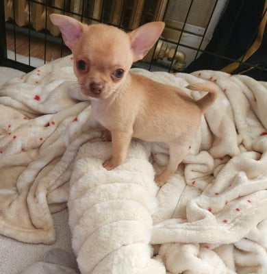 Les chiots de Chihuahua
