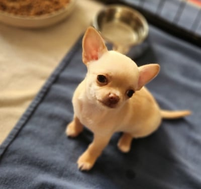 Les chiots de Chihuahua