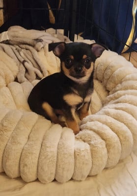 Les chiots de Chihuahua
