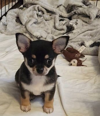 Les chiots de Chihuahua