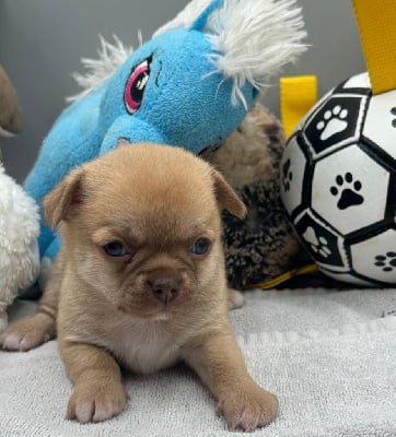 Les chiots de Chihuahua